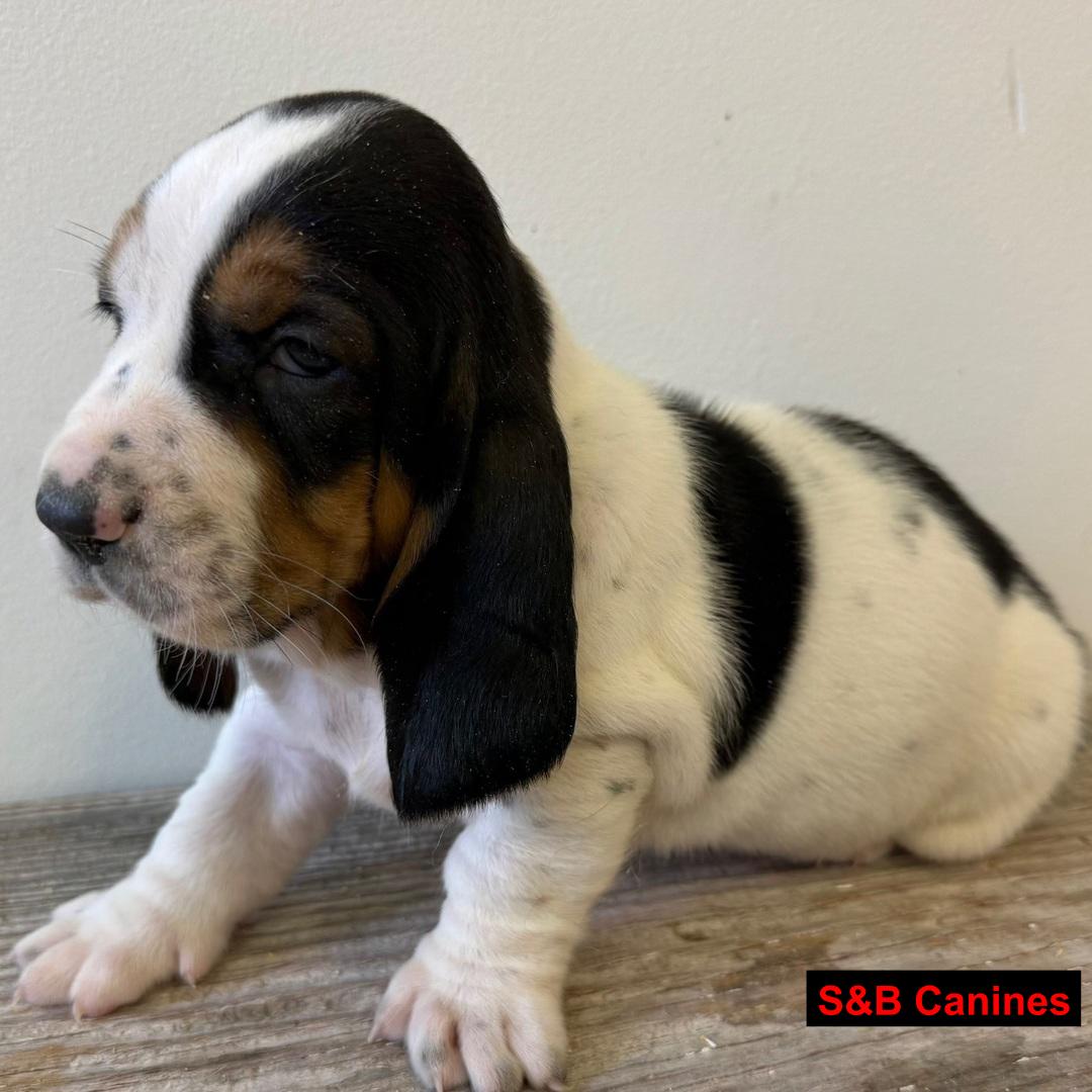 Basset Hound puppy