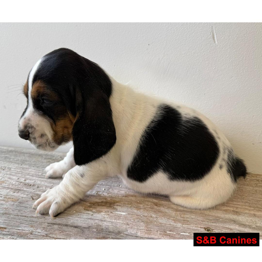 Basset Hound puppy