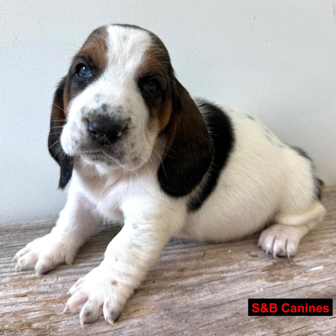 Basset Hound puppy