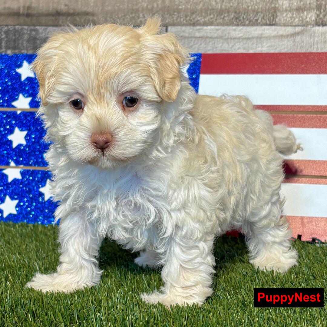 Puppy Image