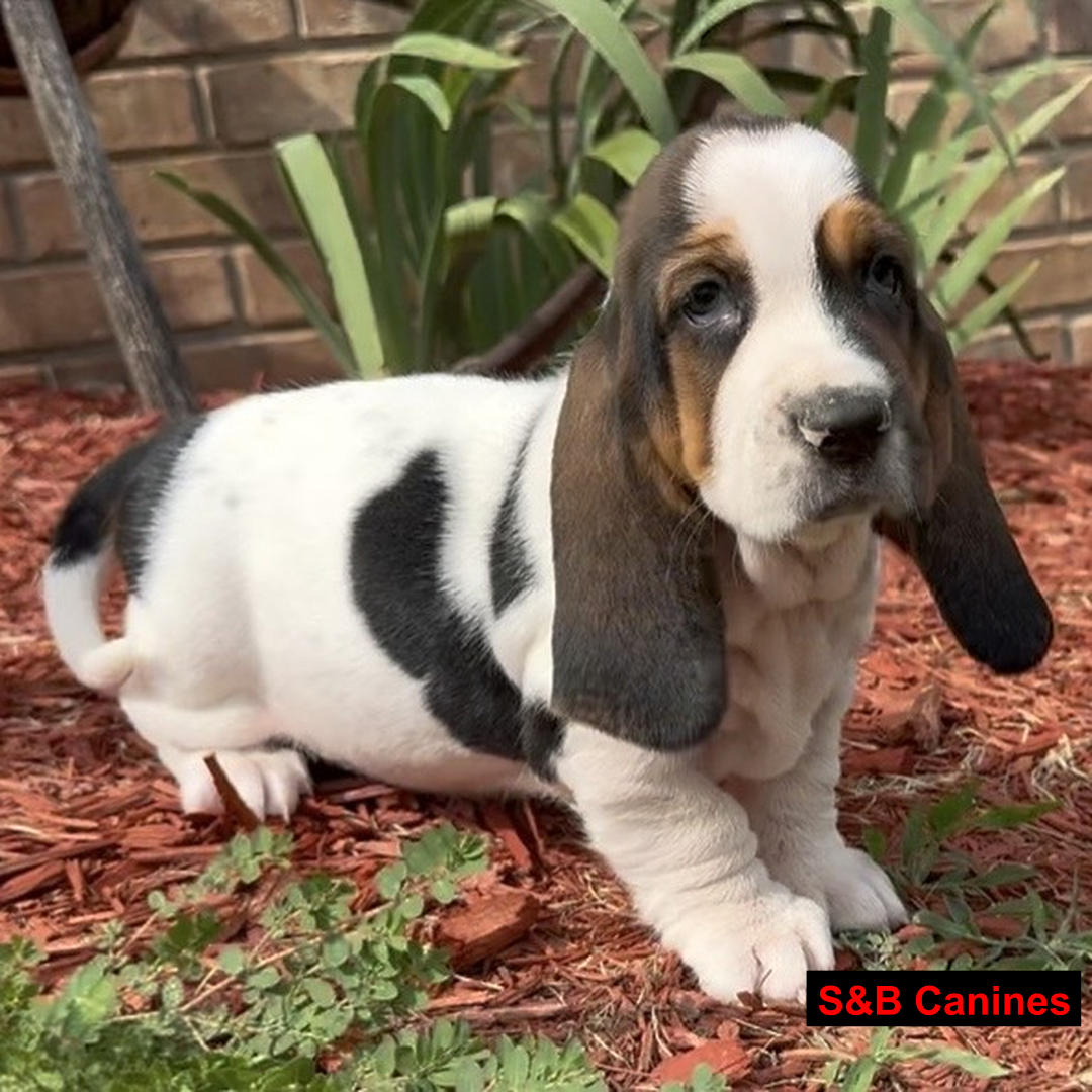 Basset Hound puppy