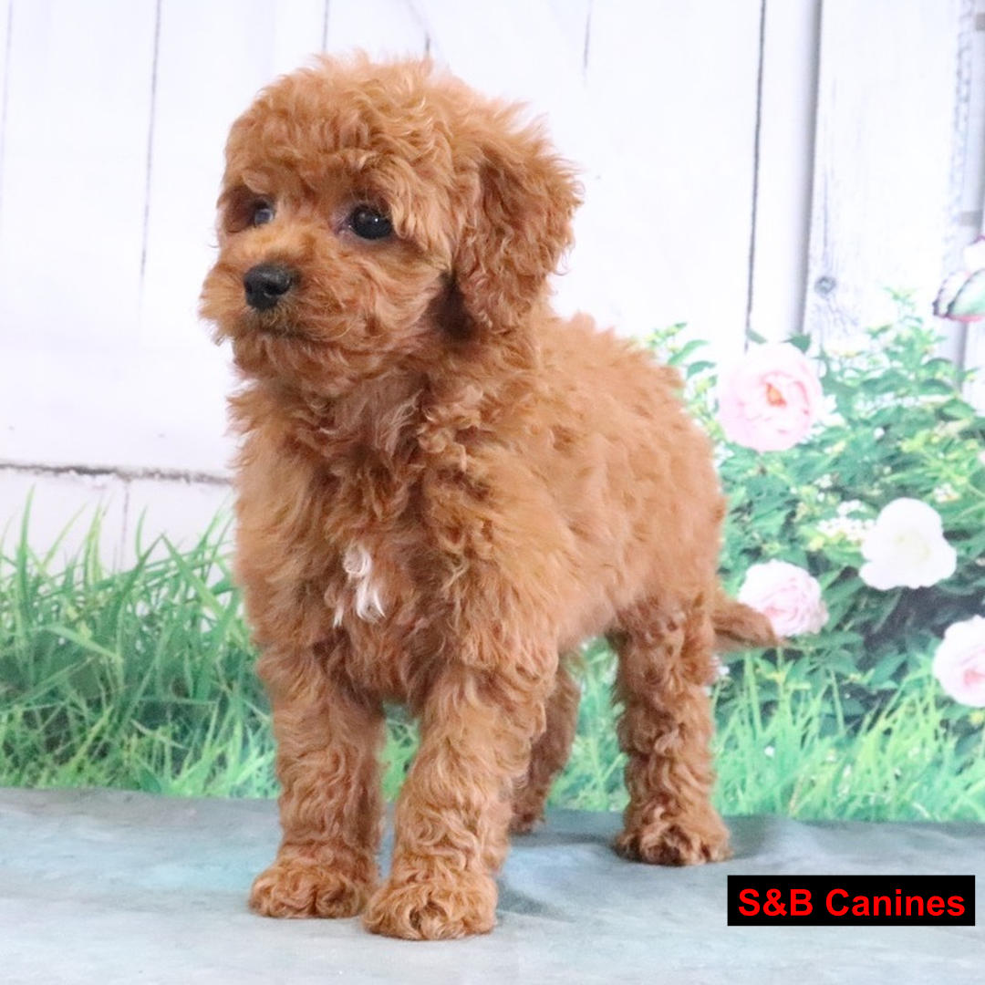 Puppy Image