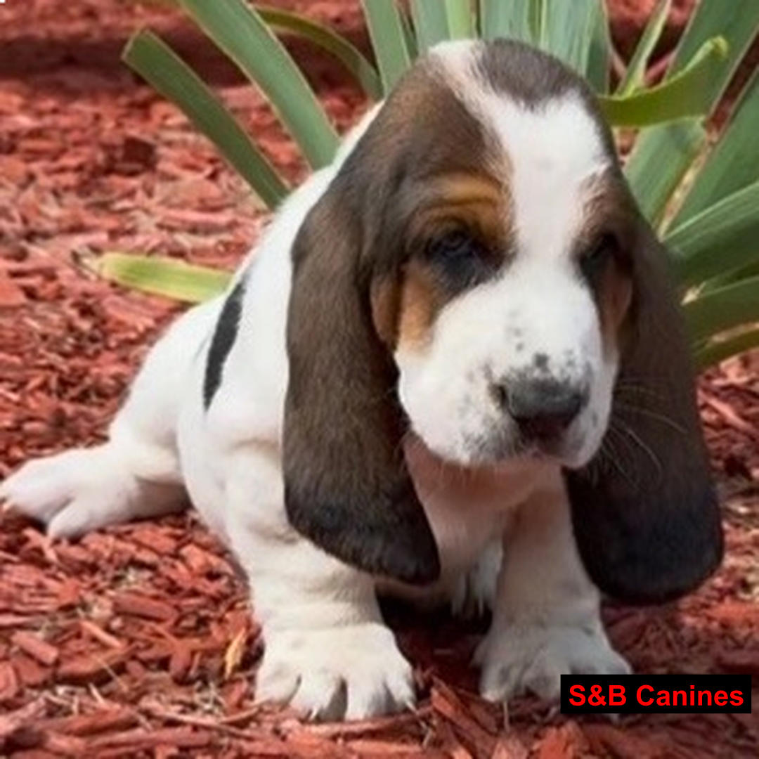 Puppy Image