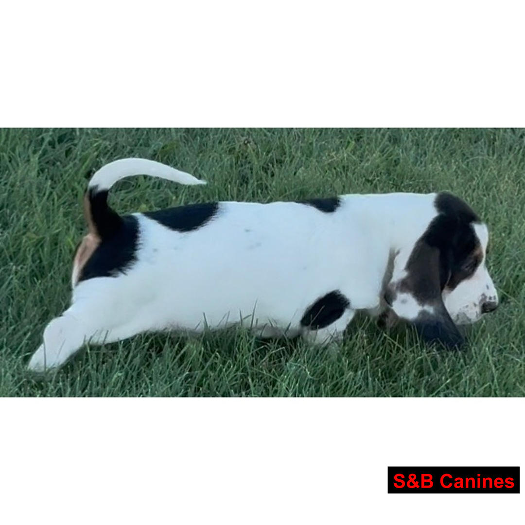 Basset Hound puppy