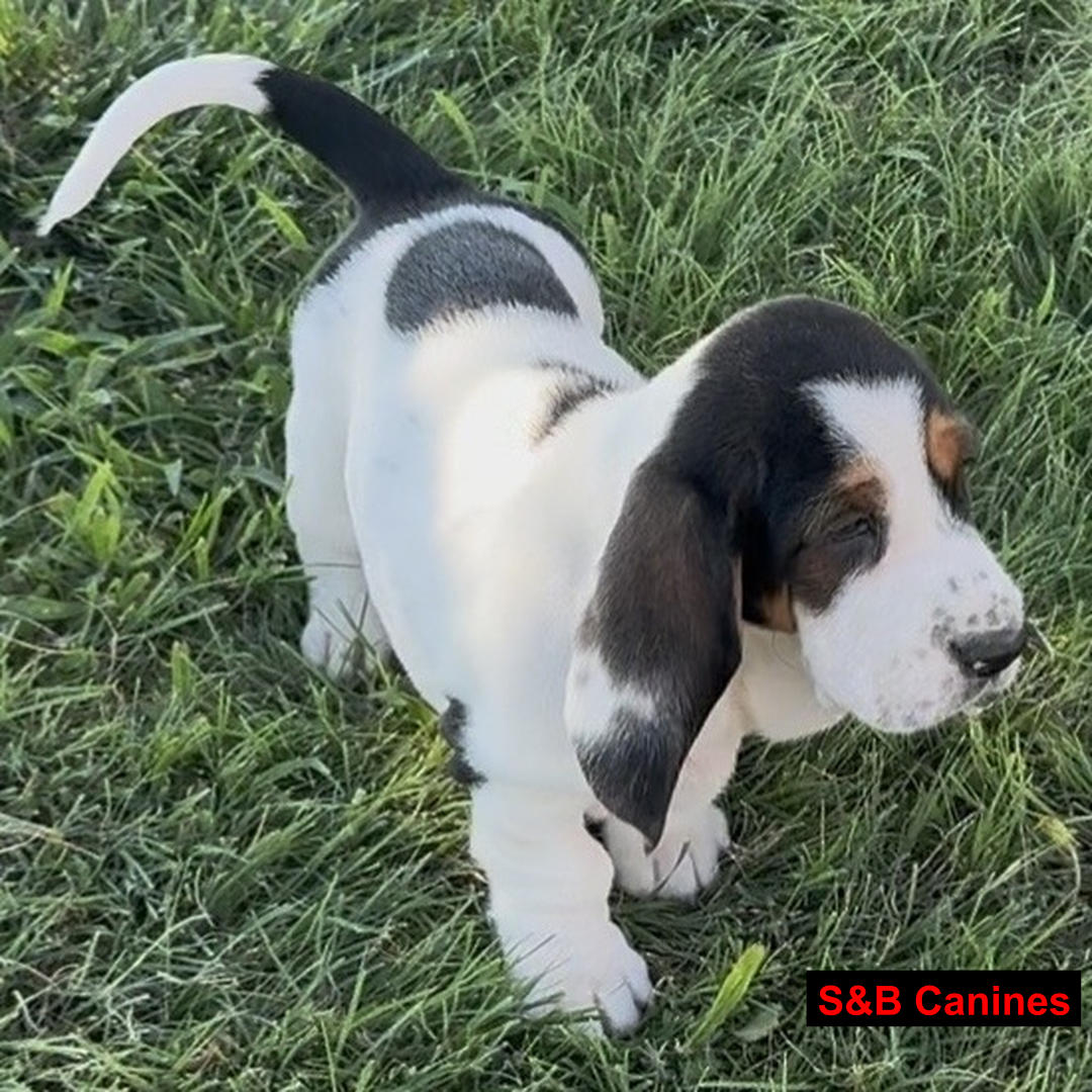 Puppy Image