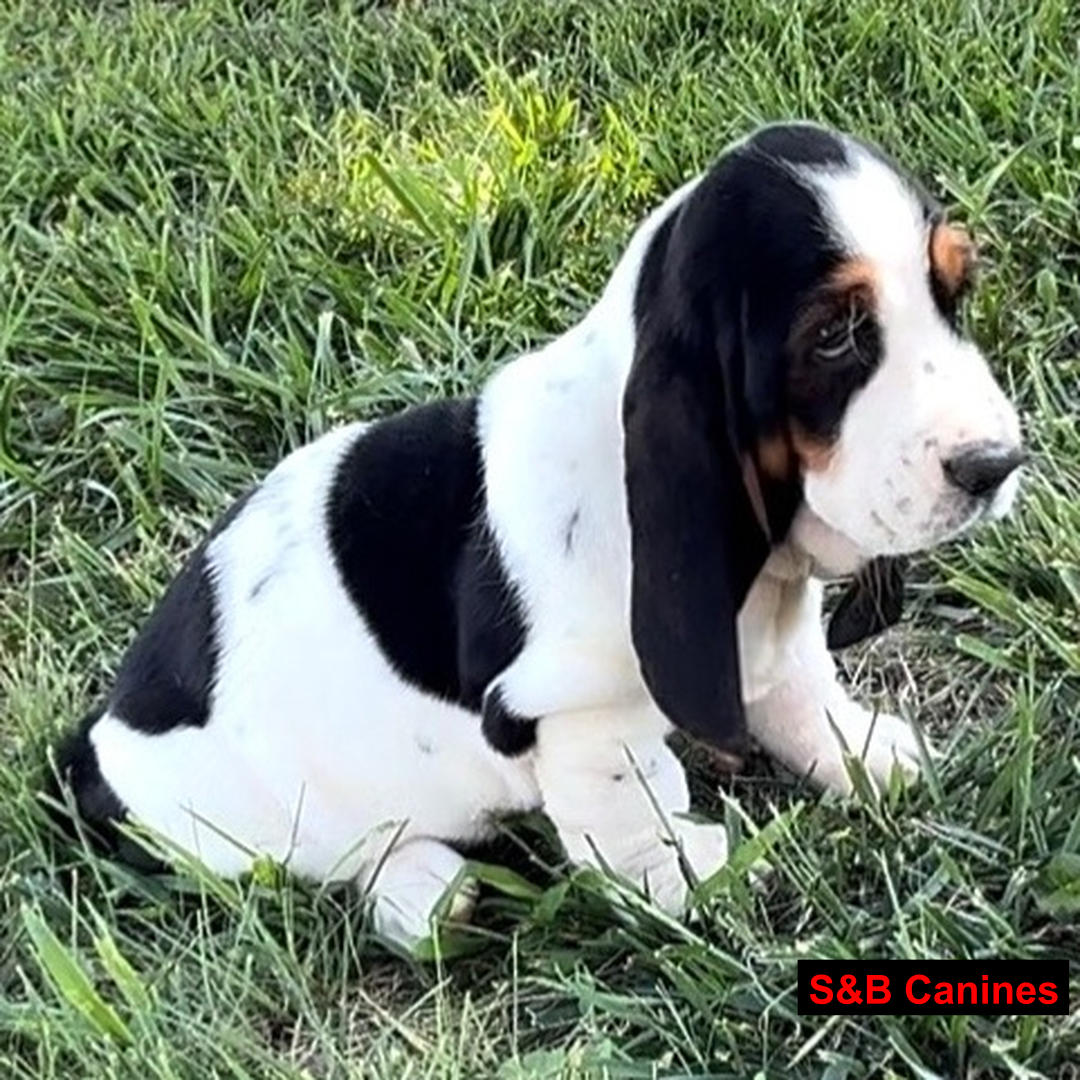 Puppy Image