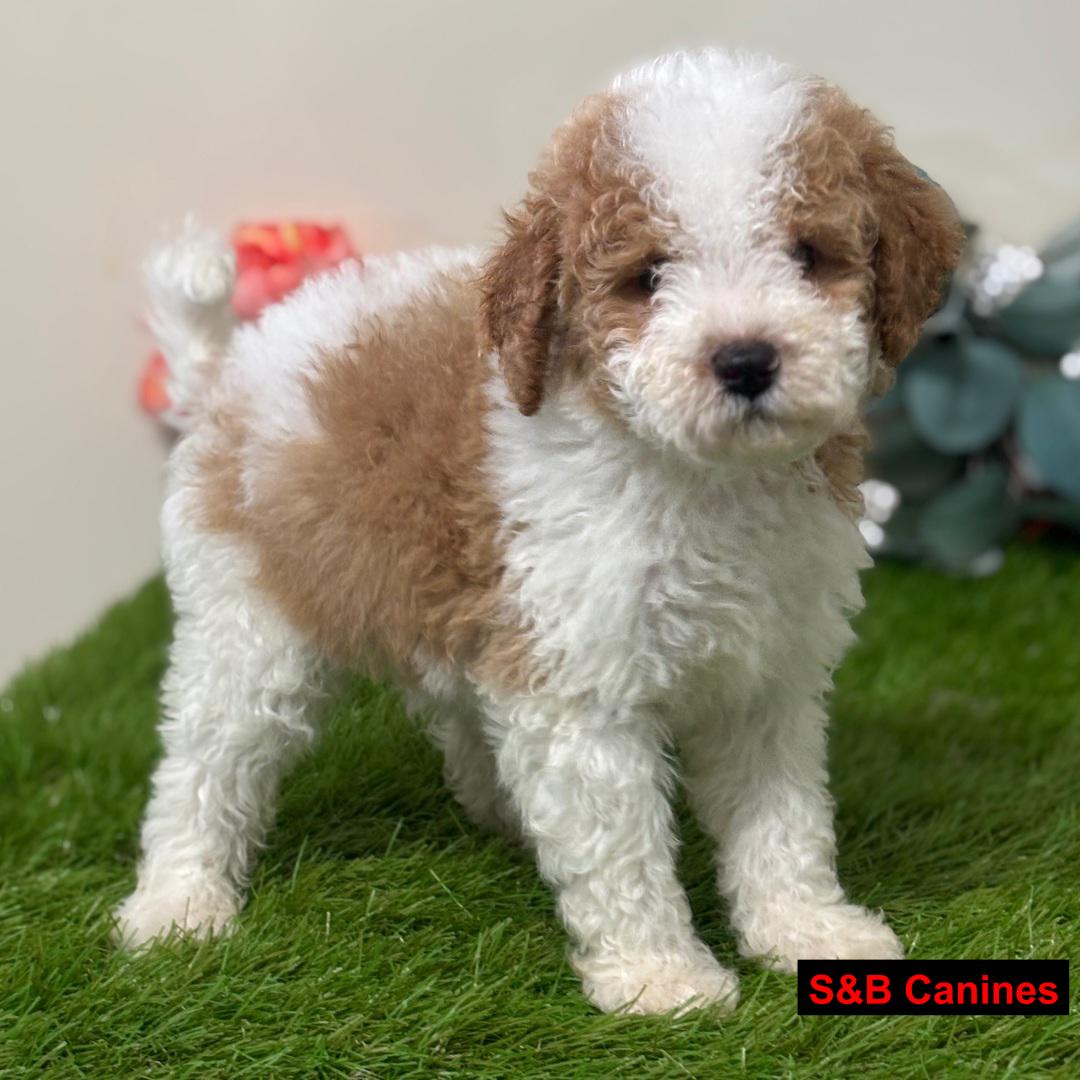 Cavapoo puppy