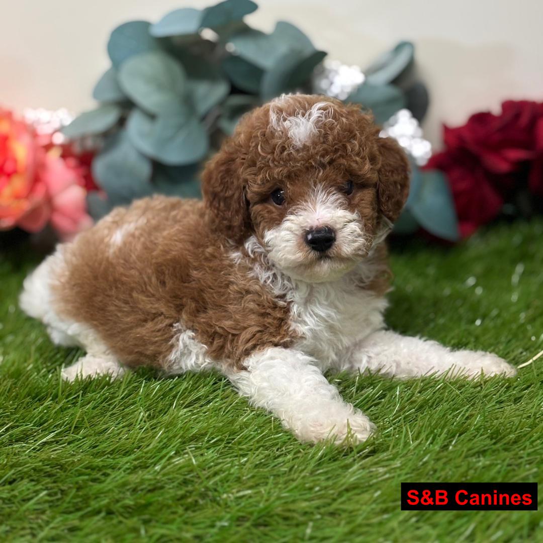 Cavapoo puppy
