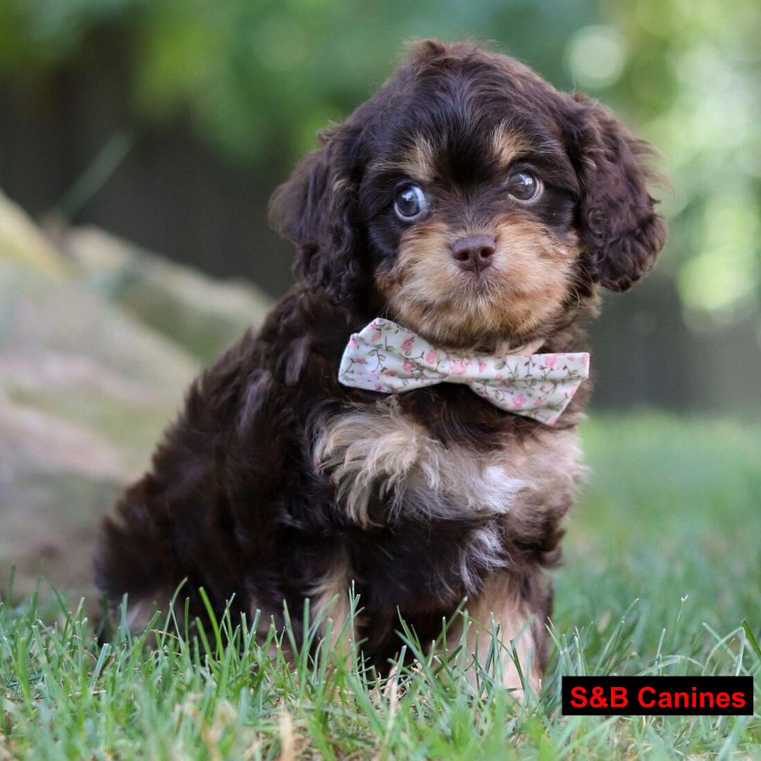 Puppy Image