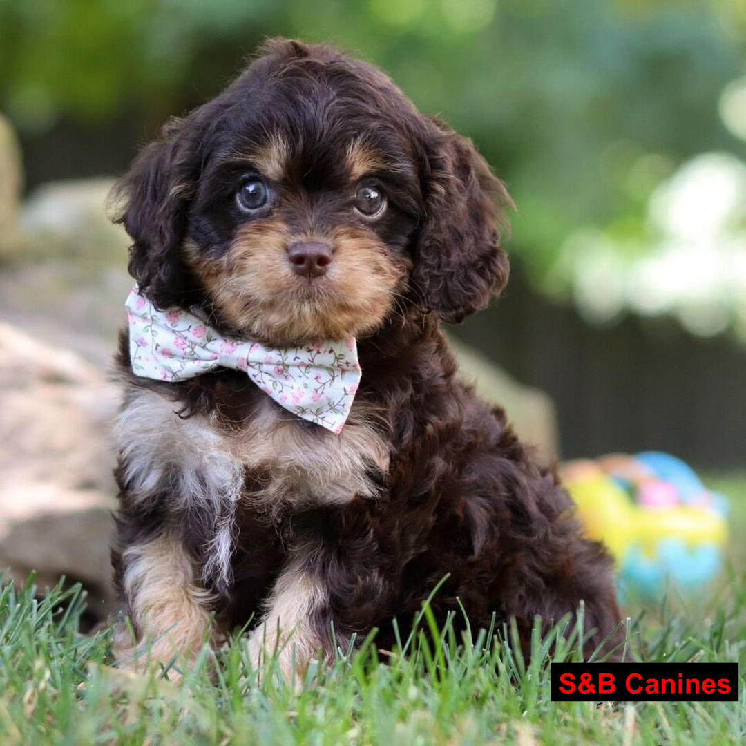 Cavapoo puppy