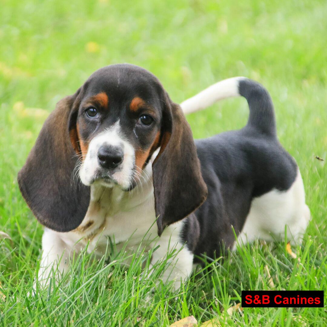 Puppy Image