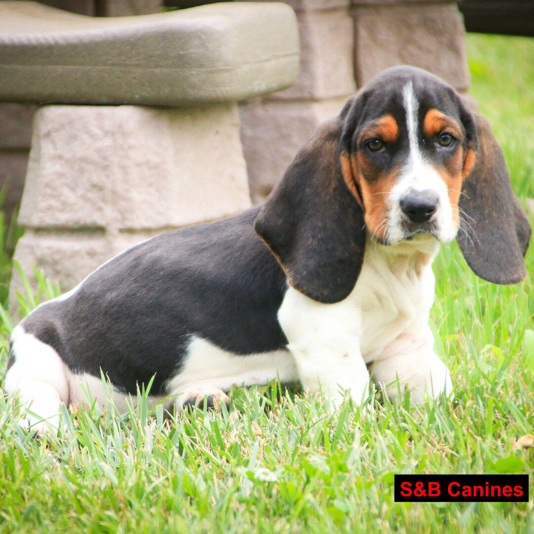 Puppy Image