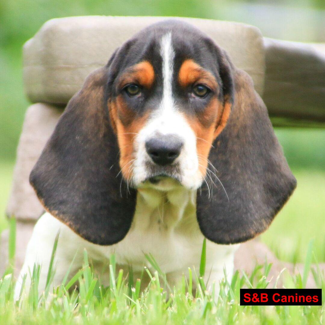 Puppy Image