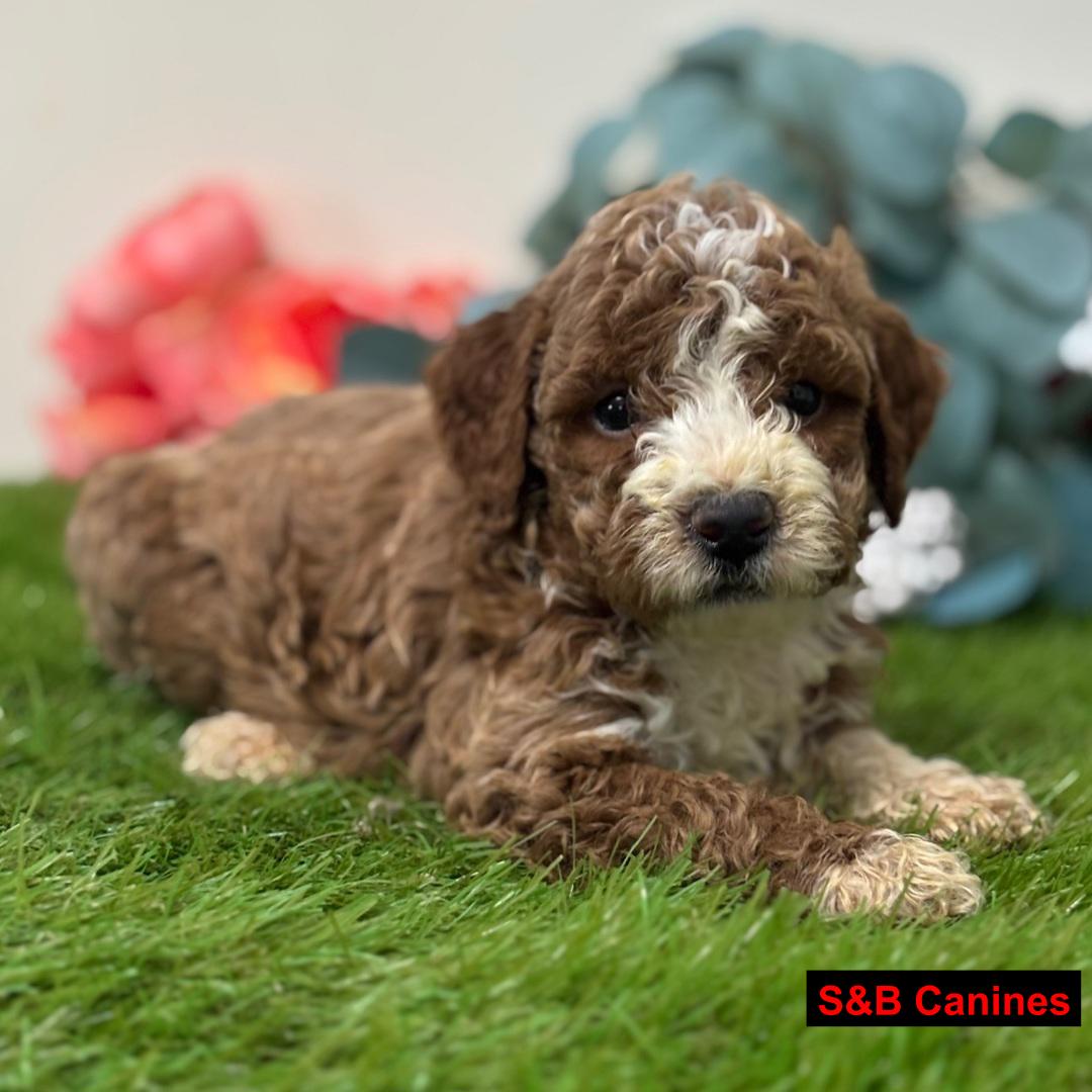 Golden Doodles puppy