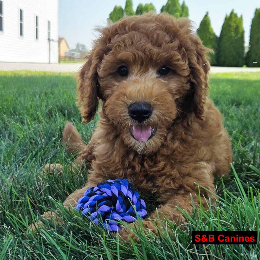 Golden Doodles puppy