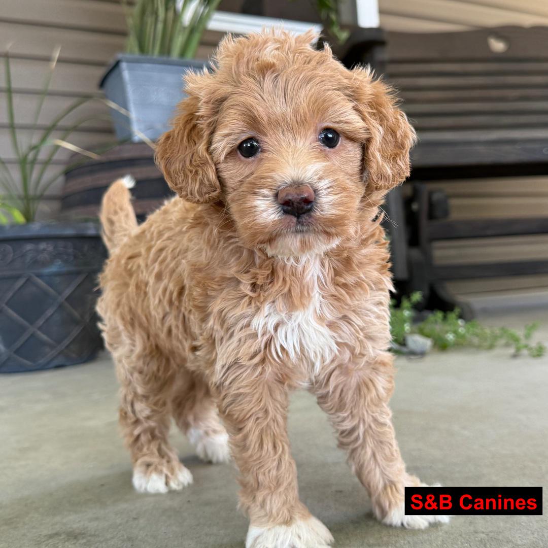 Golden Doodles puppy