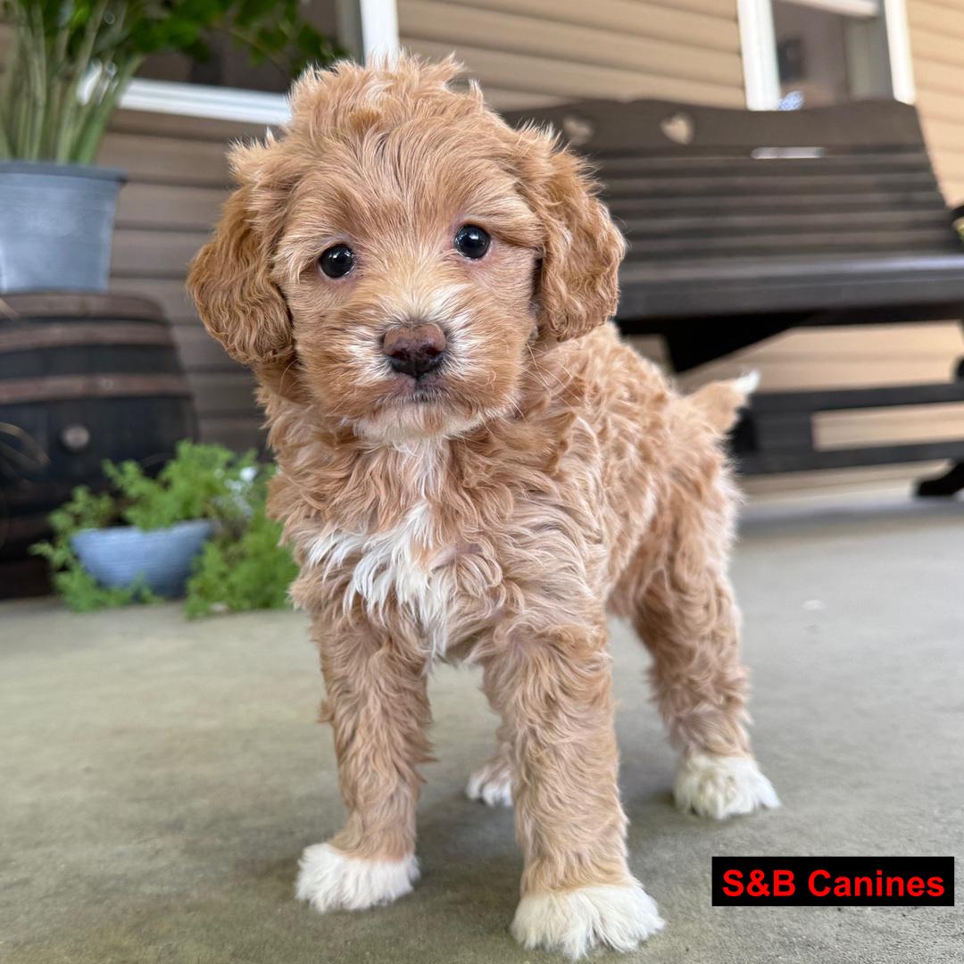 Puppy Image