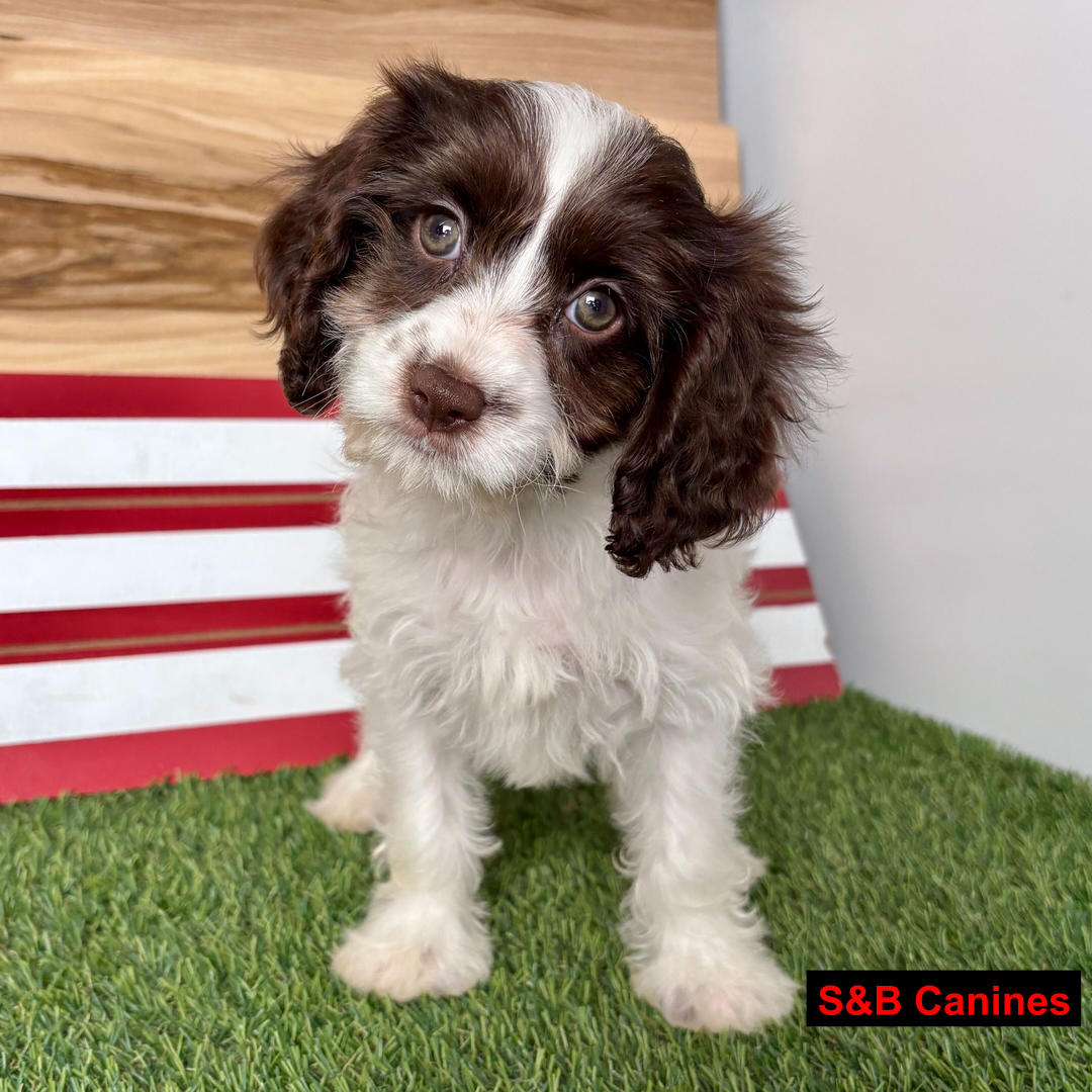 Cavapoo puppy