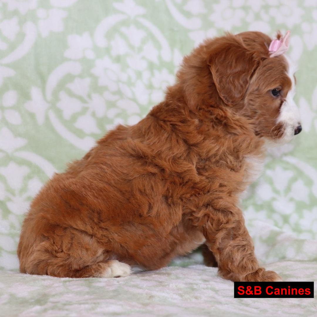 Golden Doodles puppy