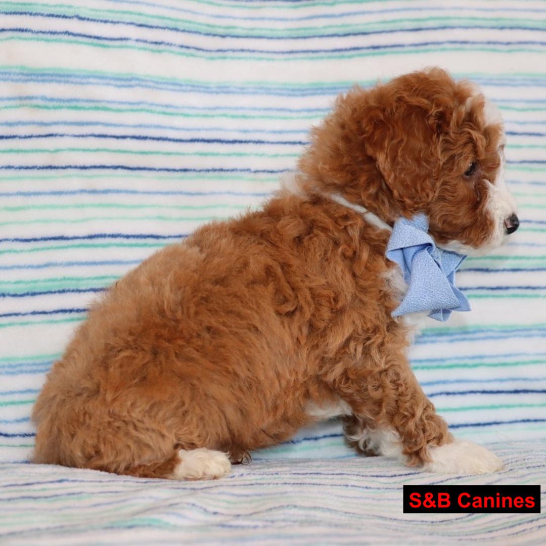 Golden Doodles puppy