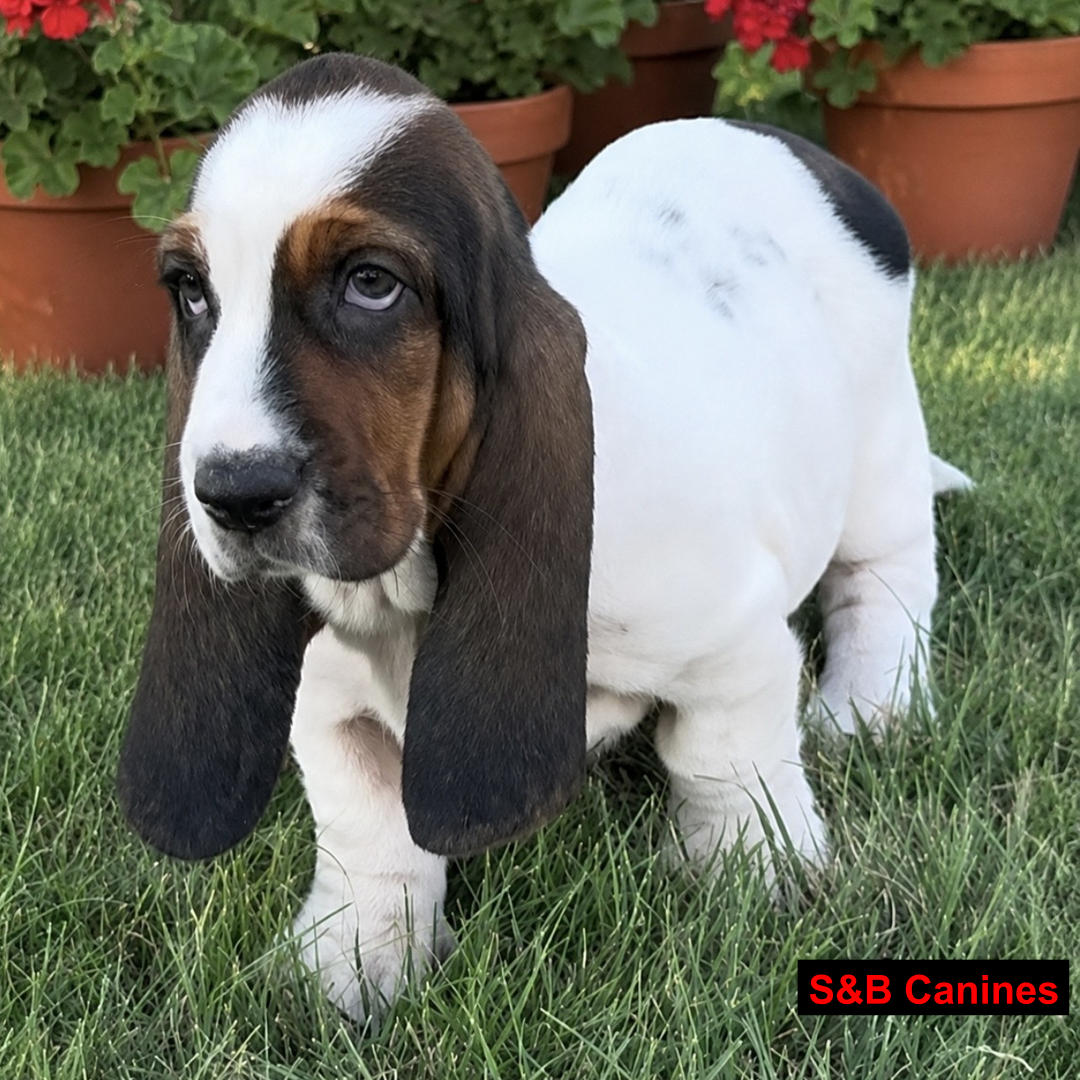 Puppy Image