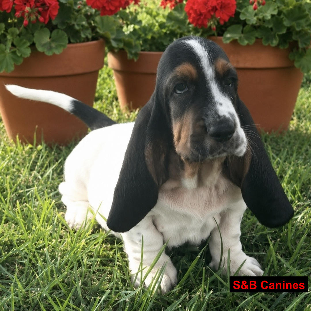 Puppy Image