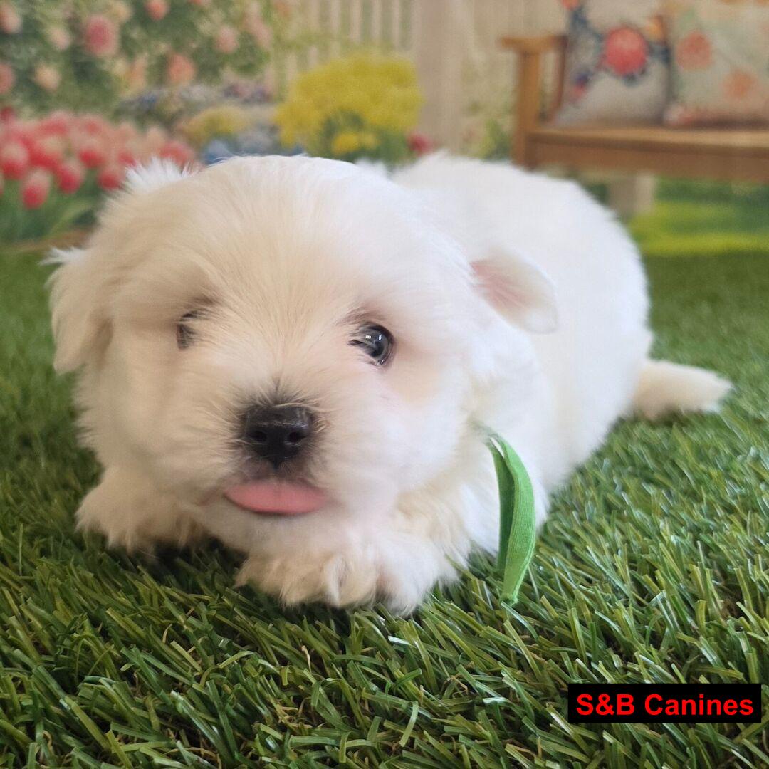Maltese puppy
