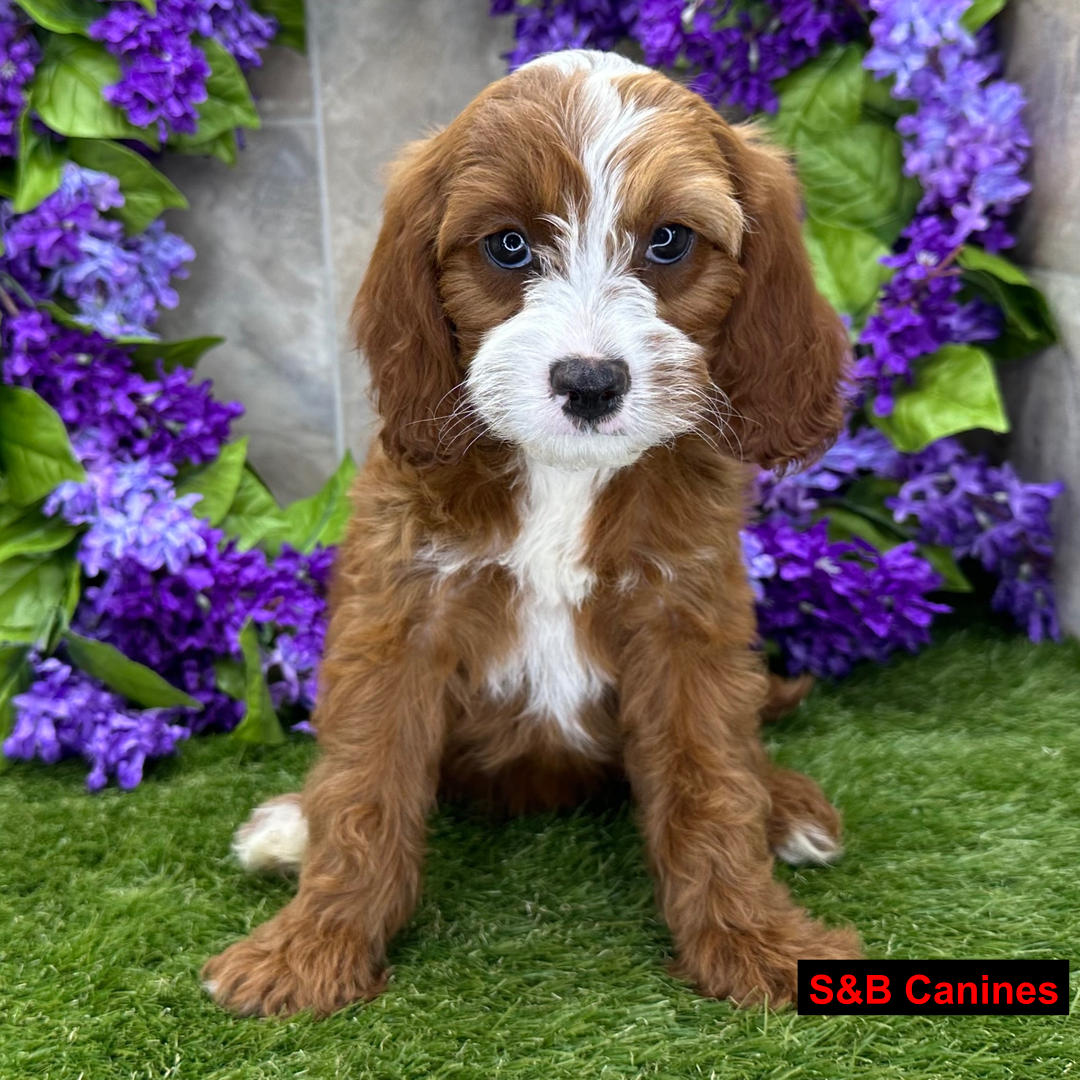 Cavapoo puppy