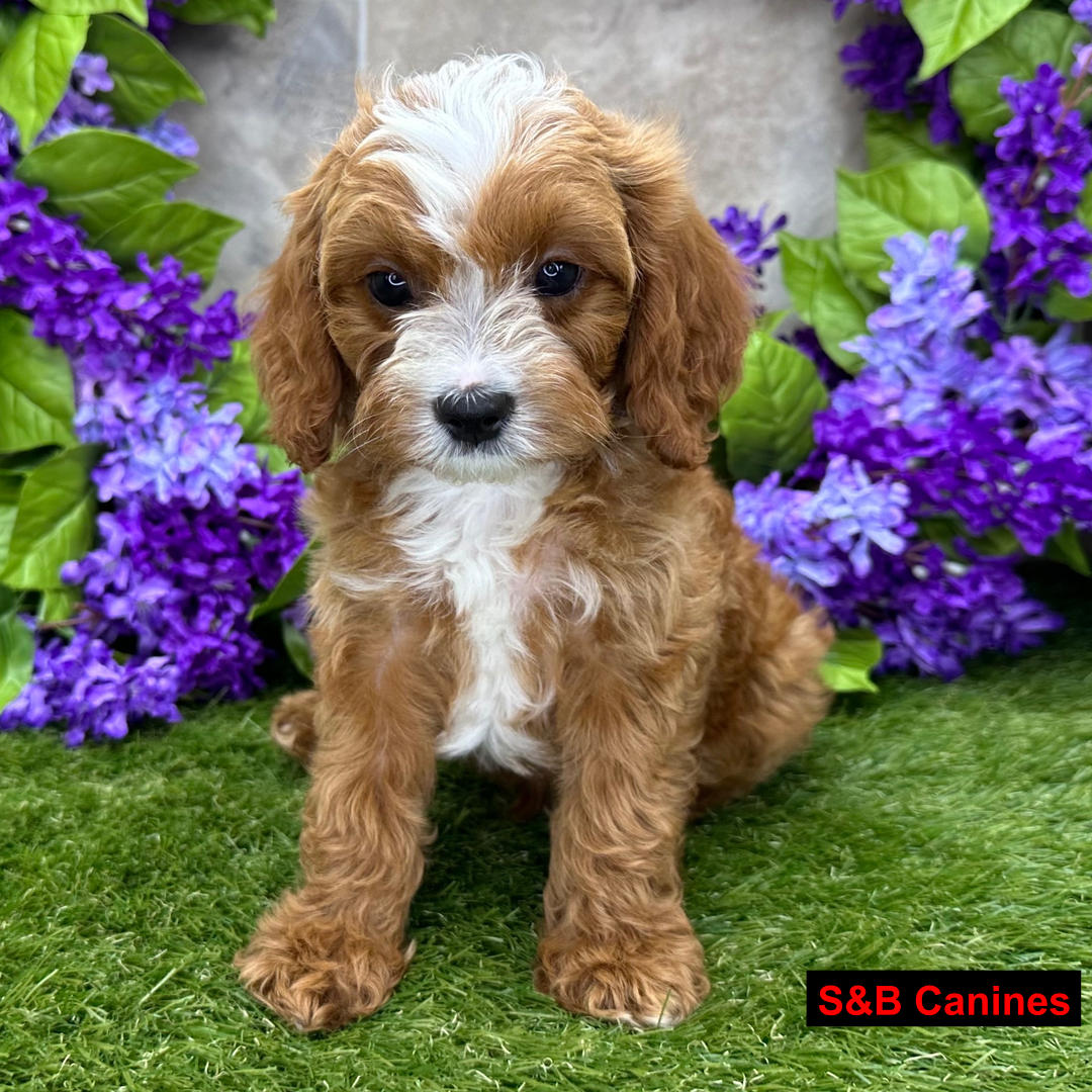 Puppy Image