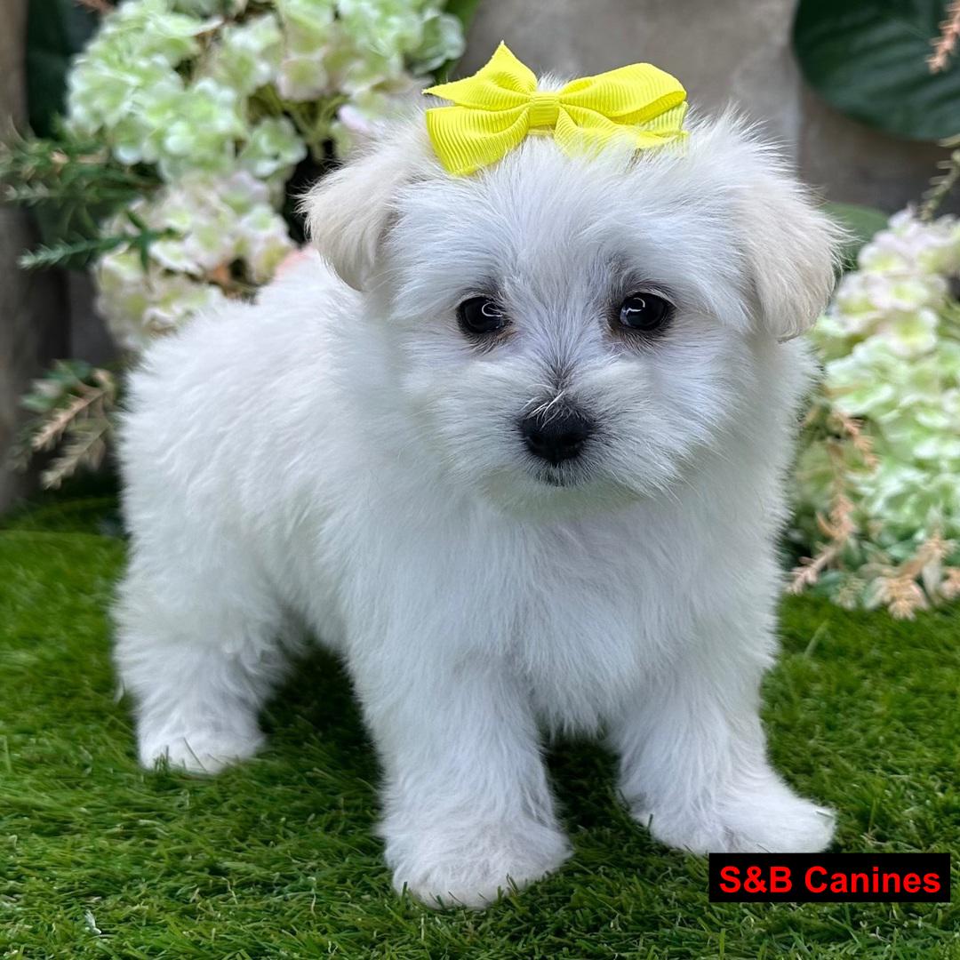 Maltese puppy