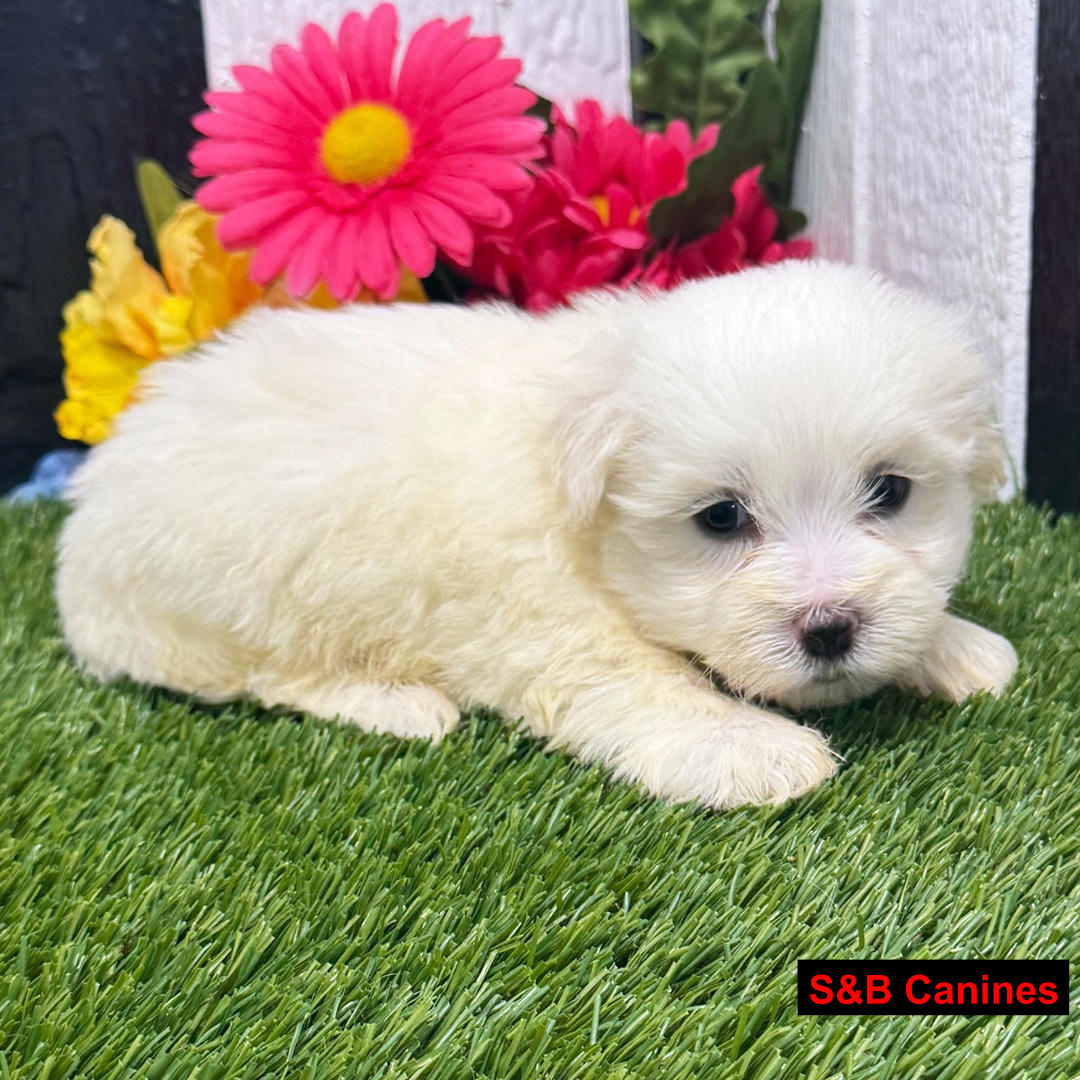 Maltese puppy