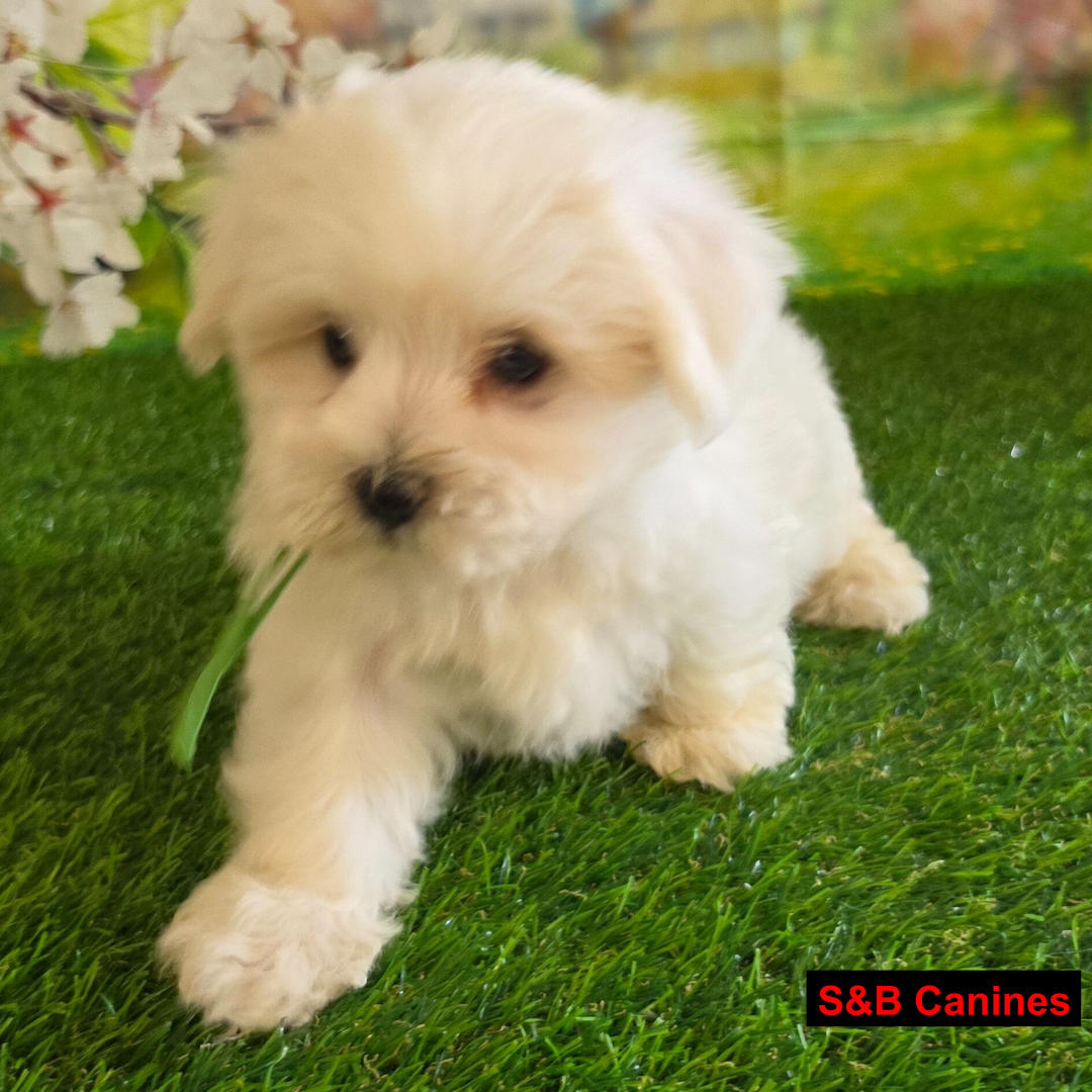 Puppy Image