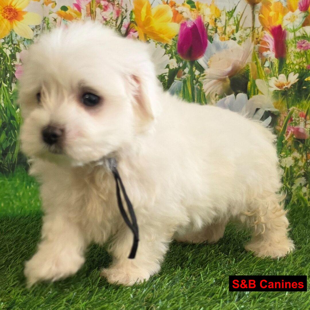 Maltese puppy