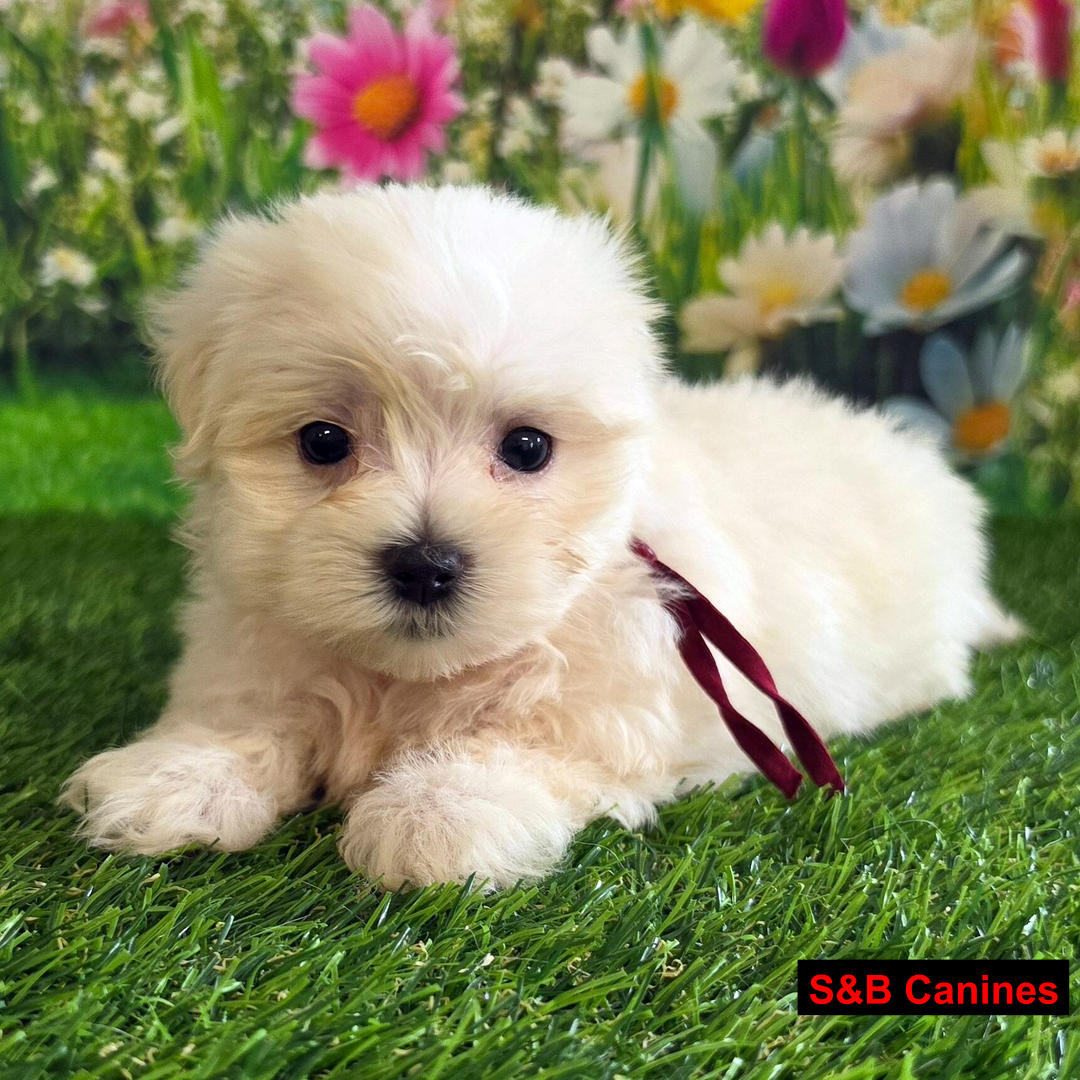 Maltese puppy