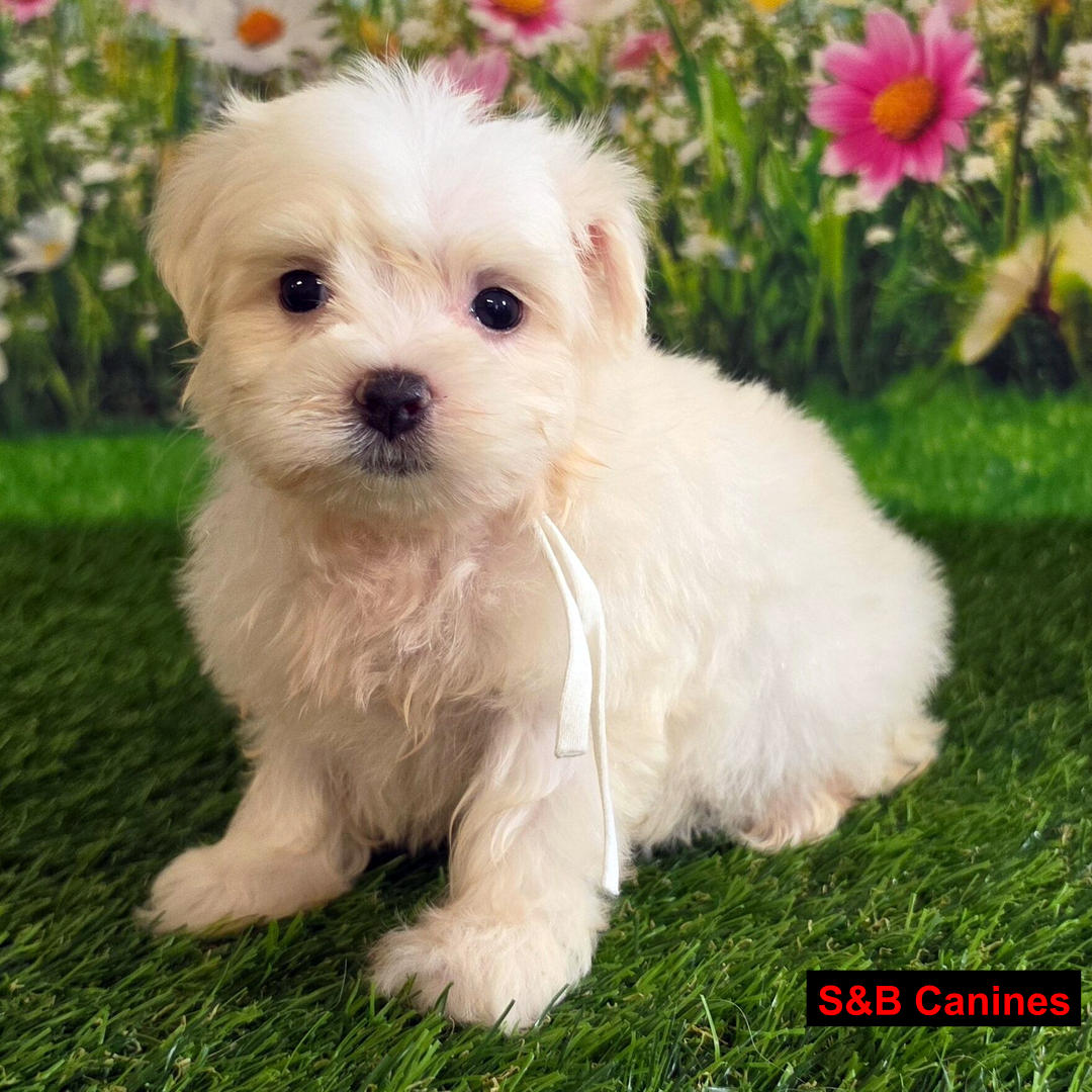 Maltese puppy
