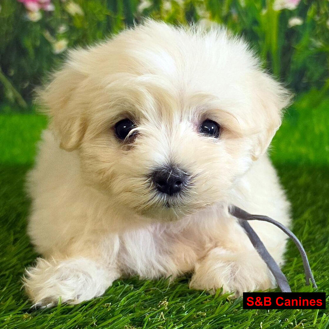 Maltese puppy