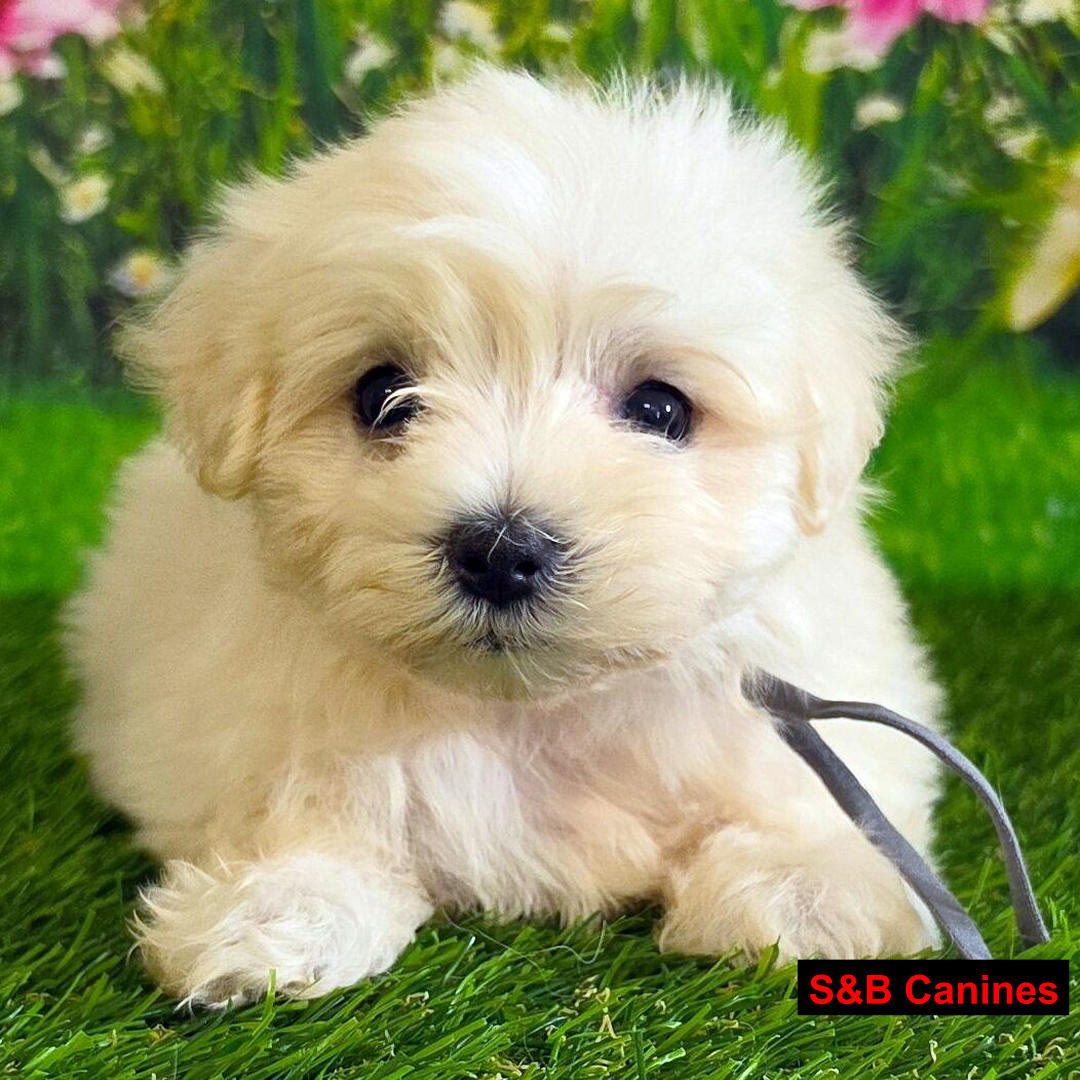 Puppy Image