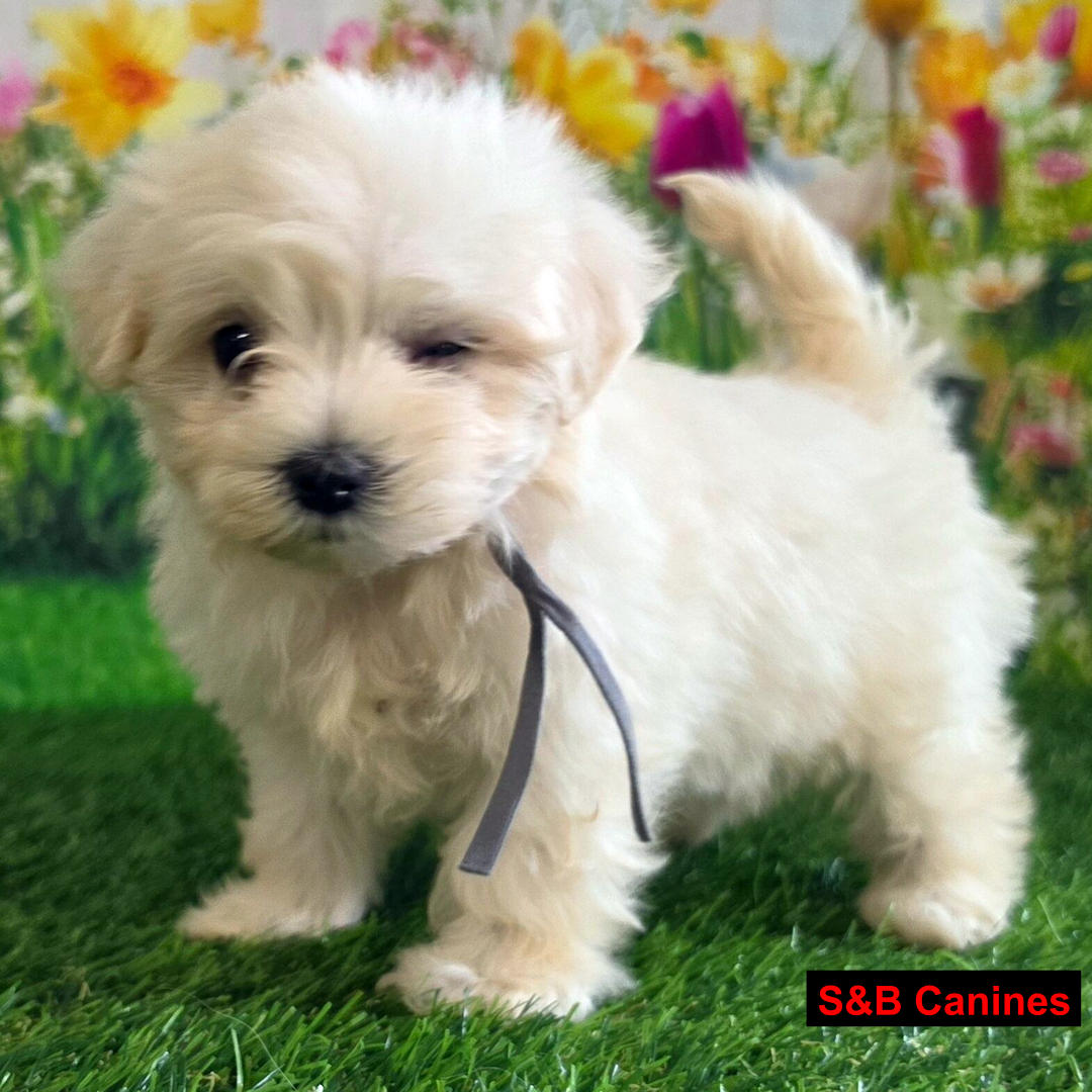 Puppy Image