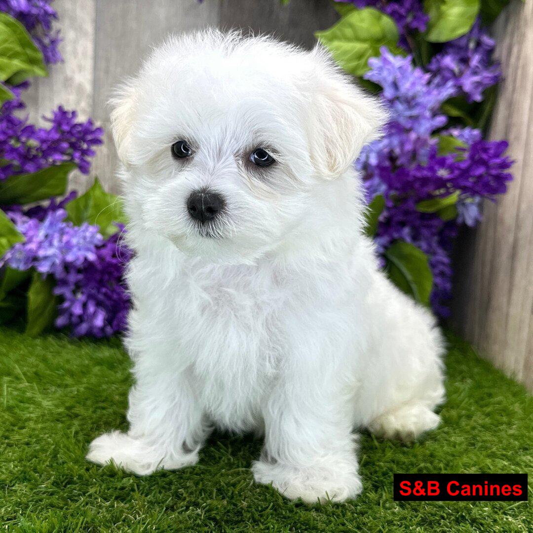 Puppy Image