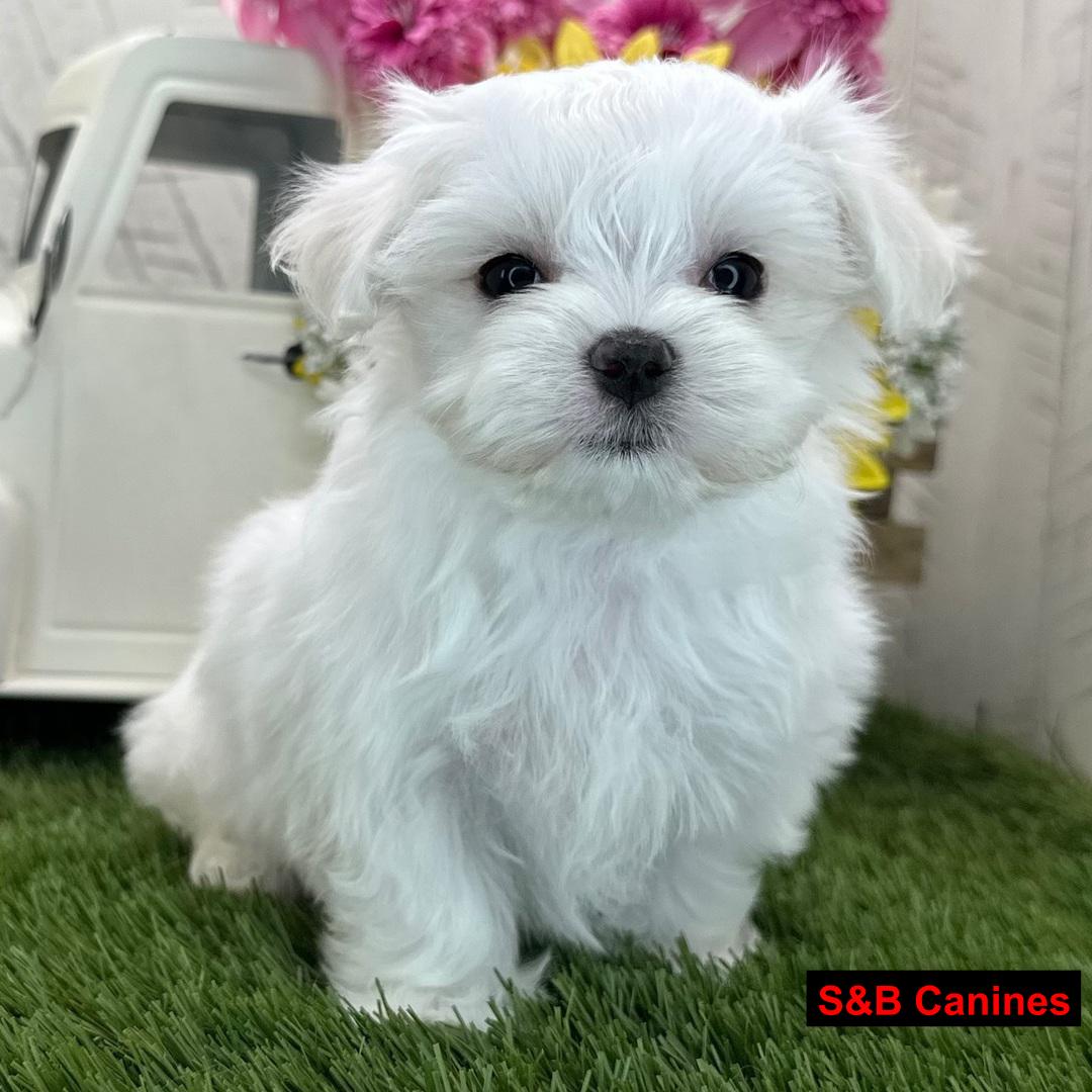 Puppy Image