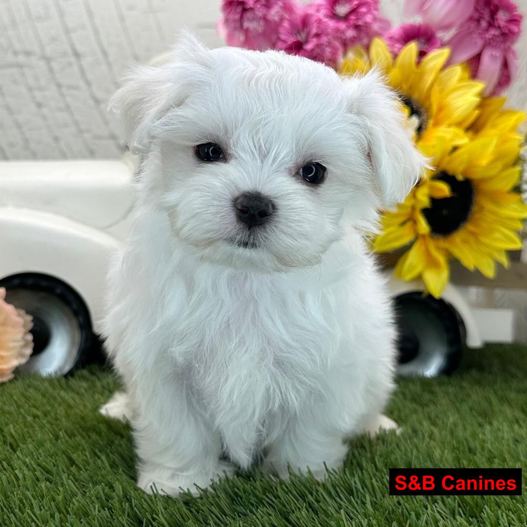 Puppy Image