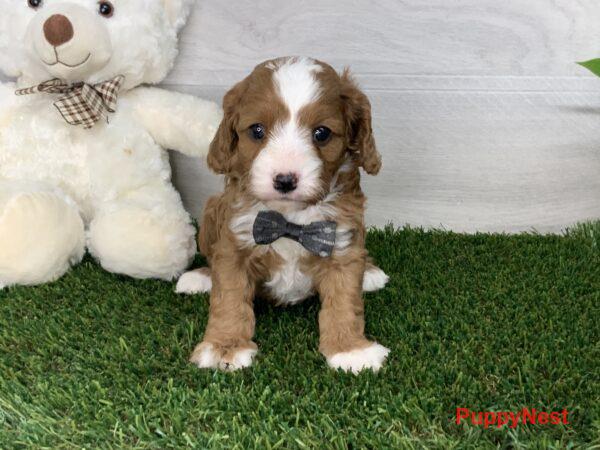 Puppy Image