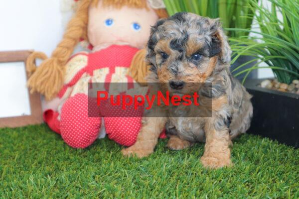 Puppy Thumbnail