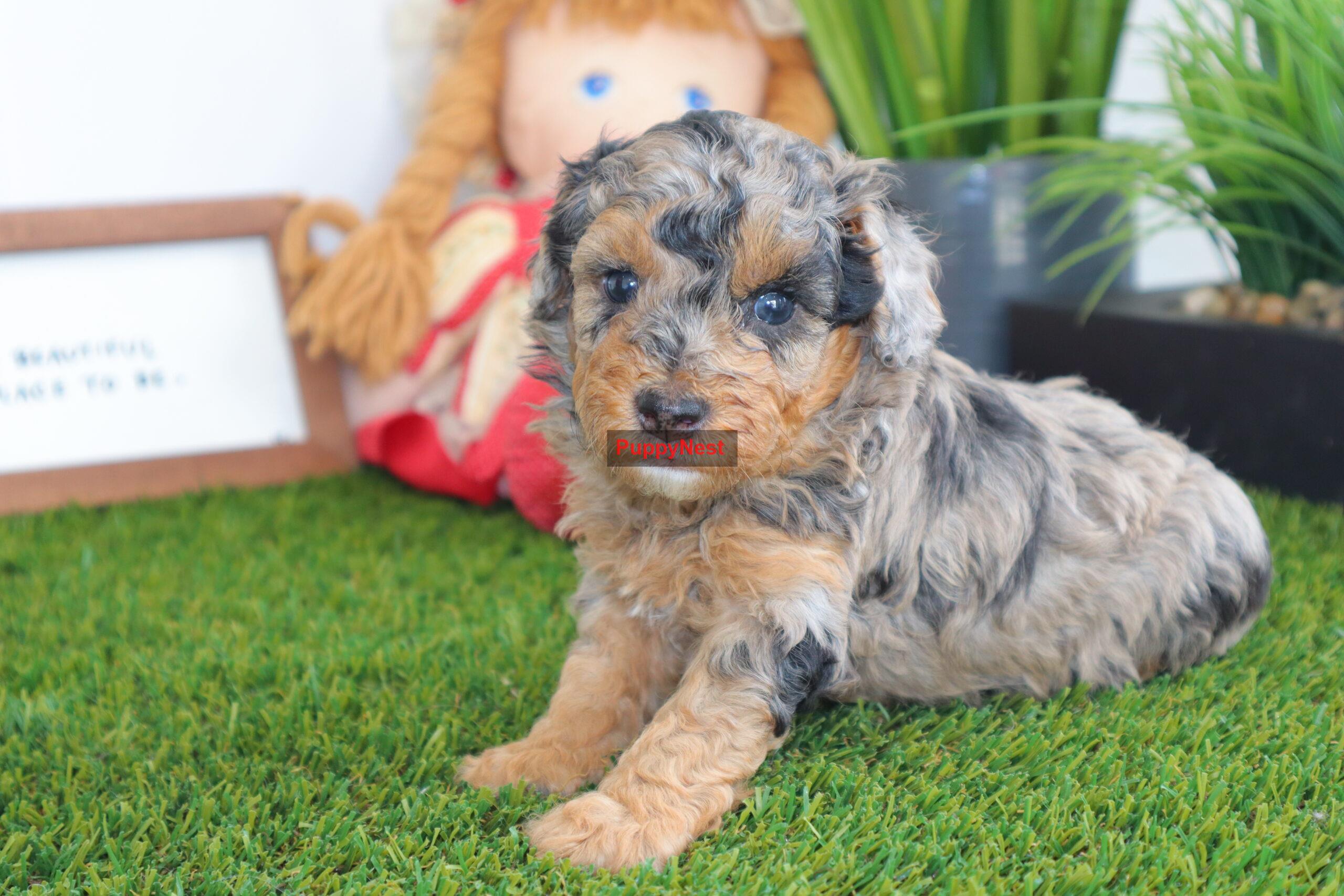 Puppy Thumbnail
