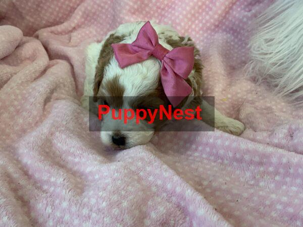 Puppy Thumbnail