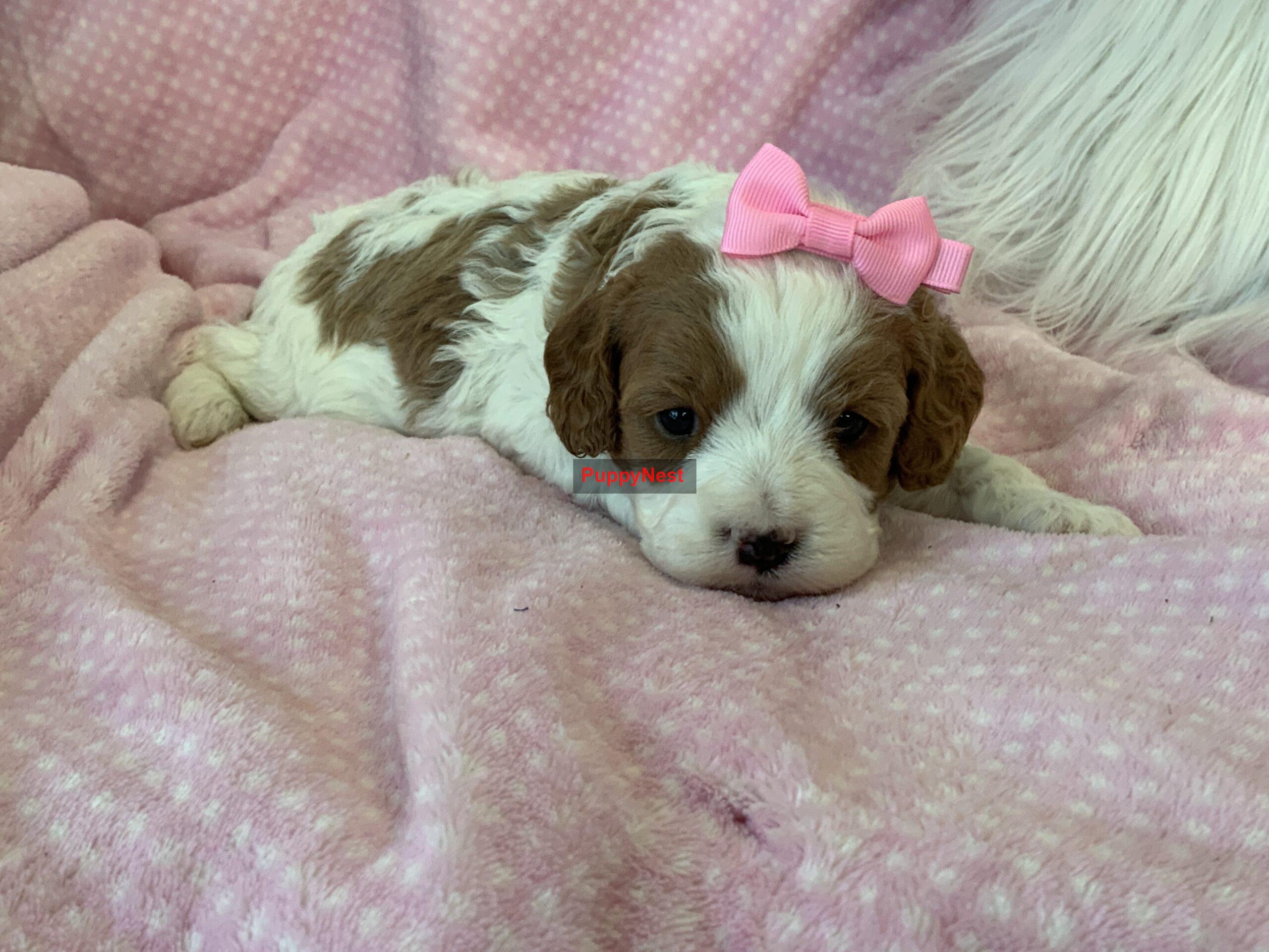 Puppy Thumbnail