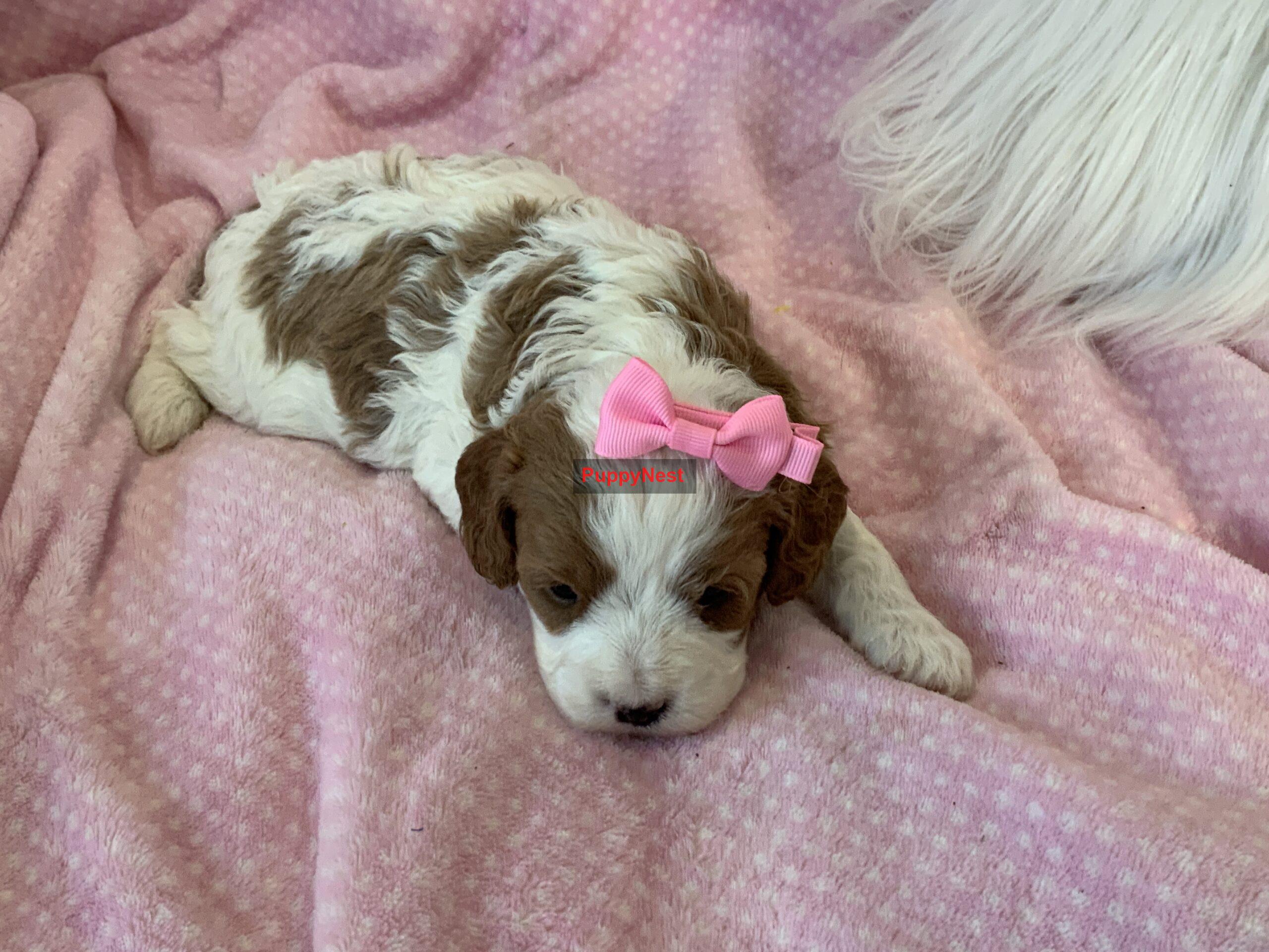 Puppy Thumbnail