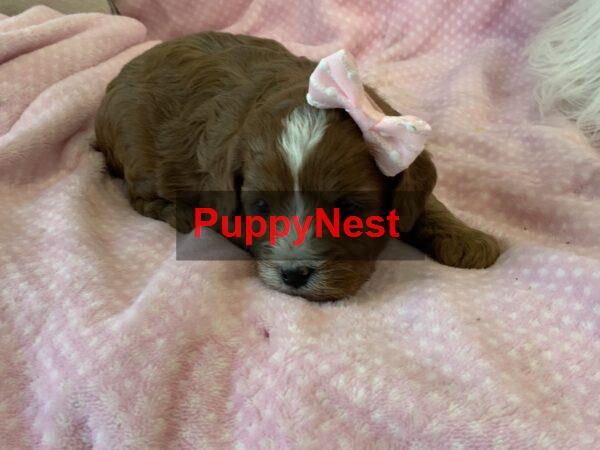 Selected Puppy