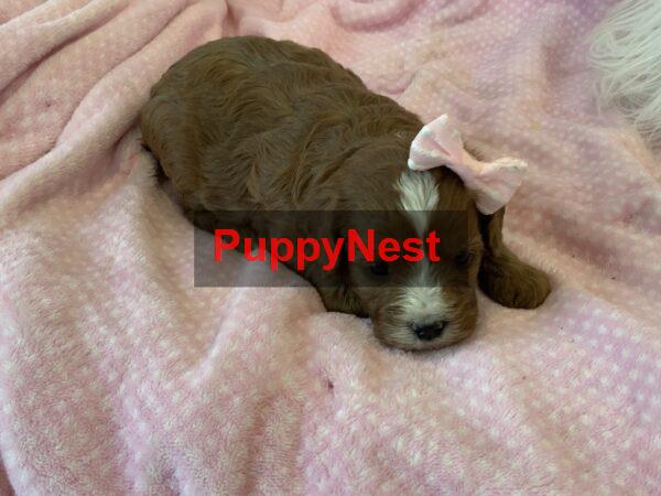 Puppy Thumbnail