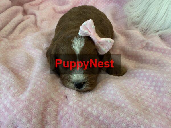 Puppy Thumbnail